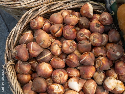 Korb mit Tulpenzwiebeln, Bauernmarkt, Nordrhein-Westfalen, Deutschland