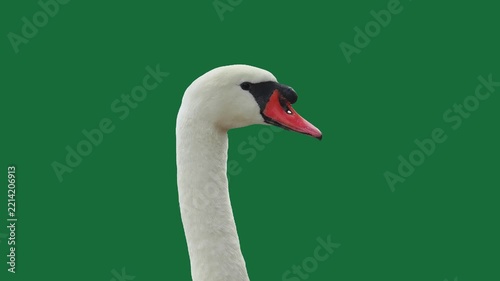 mute swan portrait on a green screen background.