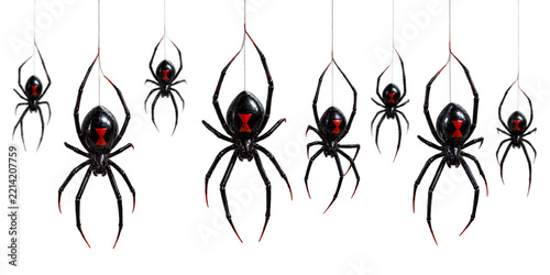 Black Widow Spiders Hanging on Silk Threads Isolated on transparent Background Halloween Concept