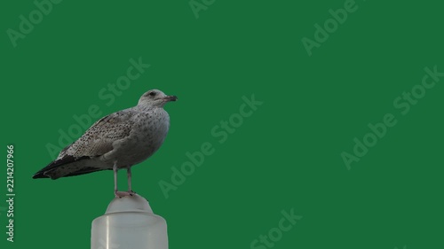 young seagull sitting on a lamp against a green screen.