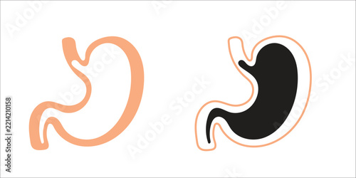 Human stomach organ wall layer illustration for medical education and anatomical diagrams.