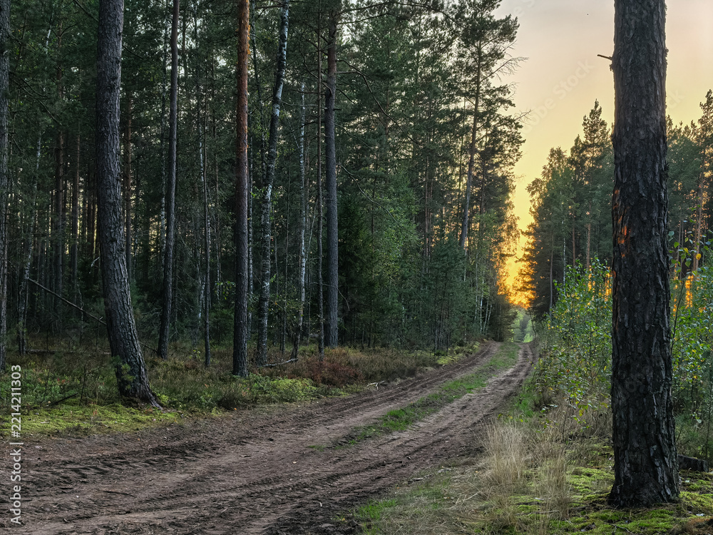 Naklejka premium Scenic woodland trail with sunbeams filtering through pine trees at dusk.