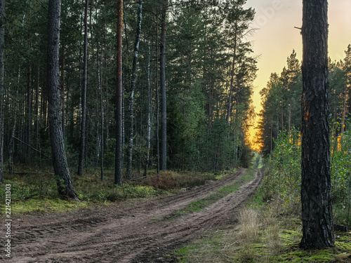 Scenic woodland trail with sunbeams filtering through pine trees at dusk.