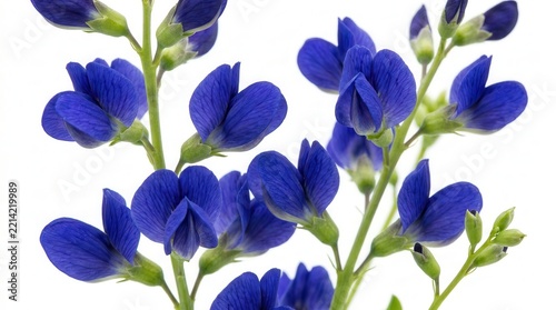 Macro view of vibrant blue wild indigo blossoms and perennial plant buds.