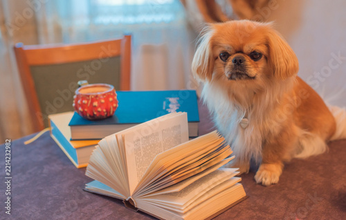 Fotografie Curious small dog exploring books and becoming involved in a human hobby