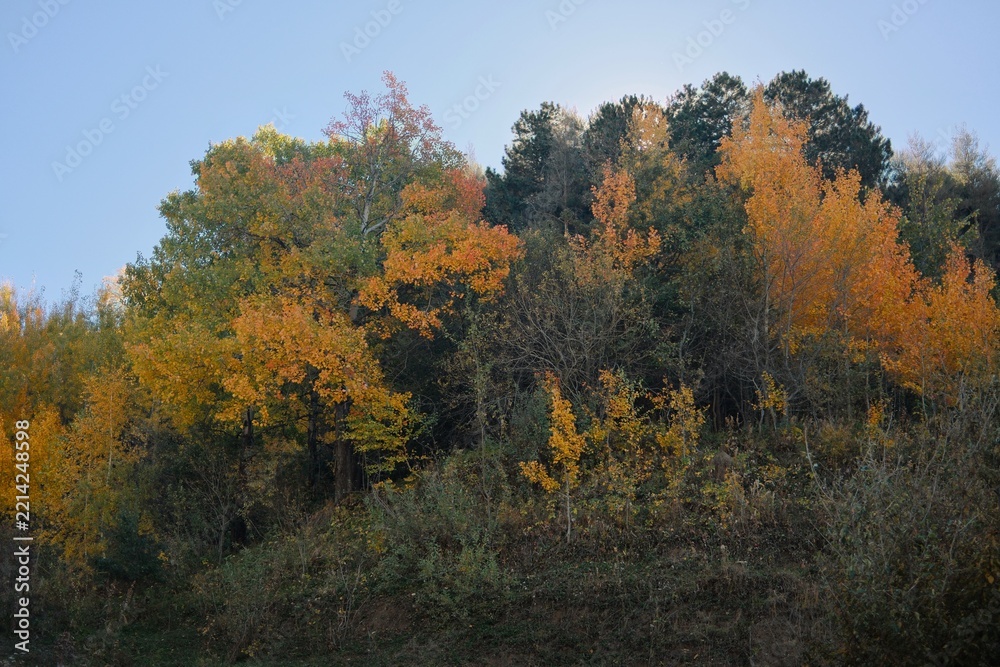 Fototapeta premium Panoramic mountain forest in autumn with layers of golden, orange and green foliage, creating a rich seasonal landscape and scenic outdoor destination.