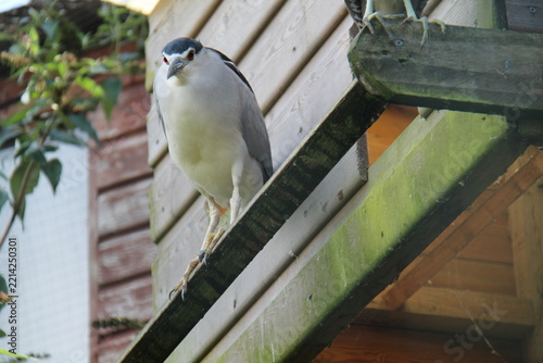 An Adult Black Crowned Night Heron Bird.