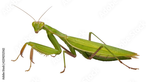 Green praying mantis insect with long antennae, isolated on transparent background