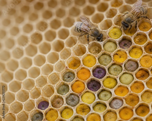 Beehive Health Inspection - Natural Pollen Stores in Honeycomb Cells