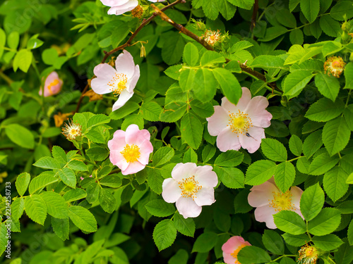 Wild Rose (Rosa canina) with open petals in spring