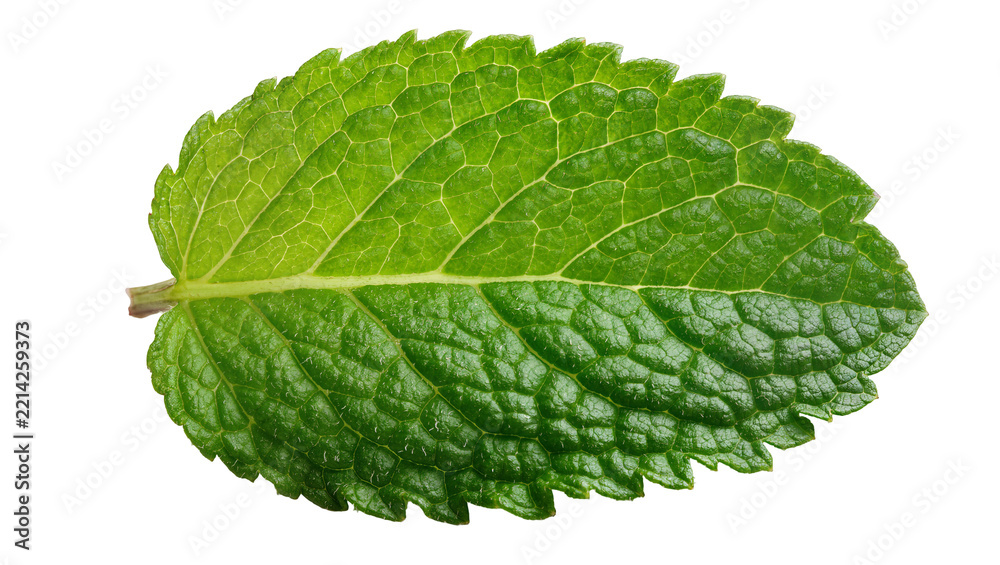 Fototapeta premium Single green mint leaf with serrated edges, isolated on transparent background