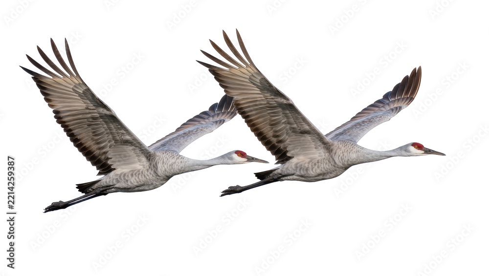 Fototapeta premium Two sandhill cranes with red crowns flying in formation, isolated on transparent background