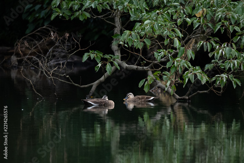 Couple of spot-billed ducks on a dark pond.