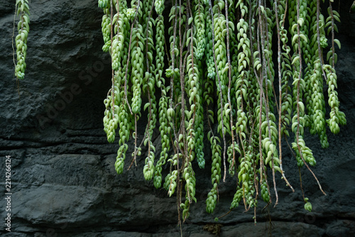 Close-up of burro’s tail against a rock wall.