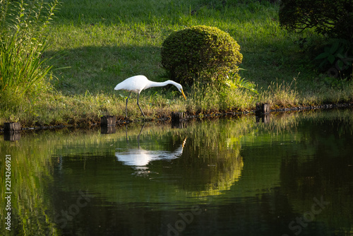 Medium egret by a pond at sunset.