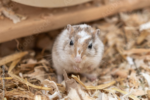 Mongolische Rennmaus im Gehege