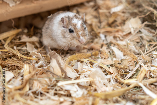Mongolische Rennmaus im Gehege