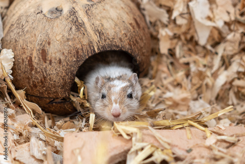 Mongolische Rennmaus im Gehege