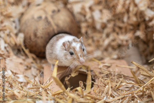 Mongolische Rennmaus im Gehege