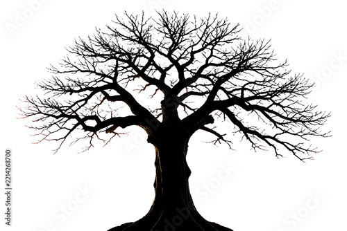 Bristlecone Pine Silhouette Bare Branching Winter Architecture Silhoue