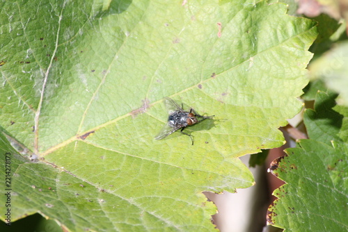 Fliege auf Weinblatt