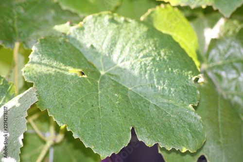 leaves