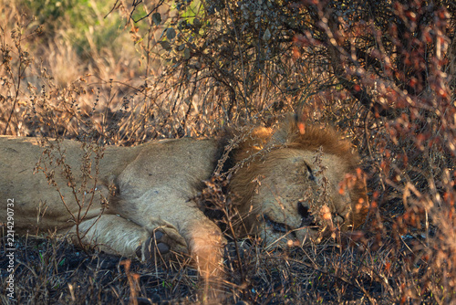 Adult male lion sleeping under a bush in Kruger National Park.