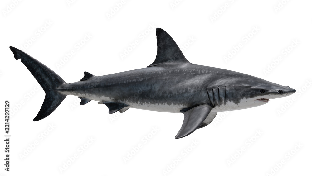 Obraz premium Large grey shark with sharp teeth, isolated on transparent background