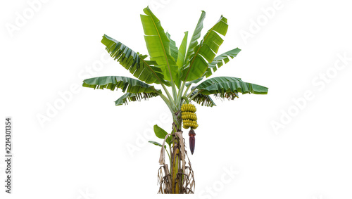 Green banana tree with bunch of yellow bananas and flower, isolated on transparent background