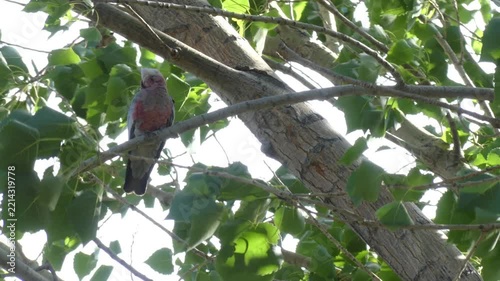 Juvenille Australian Galah sitting on branch in tree during windy afternoon 