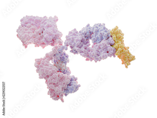 Multispecific, multivalent antibody (pink, violet) binding to an  antigenic site (epitope) of  CD30 (yellow).  CD30 belongs to the tumor necrosis factor  receptor superfamily. 