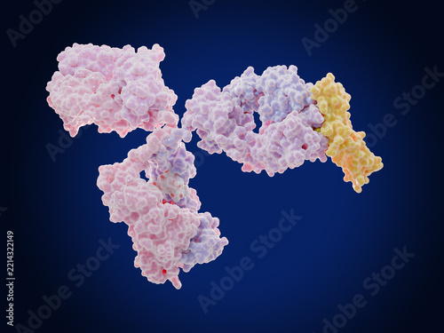 Multispecific, multivalent antibody (pink, violet) binding to an  antigenic site (epitope) of  CD30 (yellow).  CD30 belongs to the tumor necrosis factor  receptor (TNF-r) superfamily.