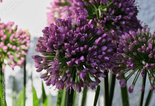 ornamental garlic blossom close up 