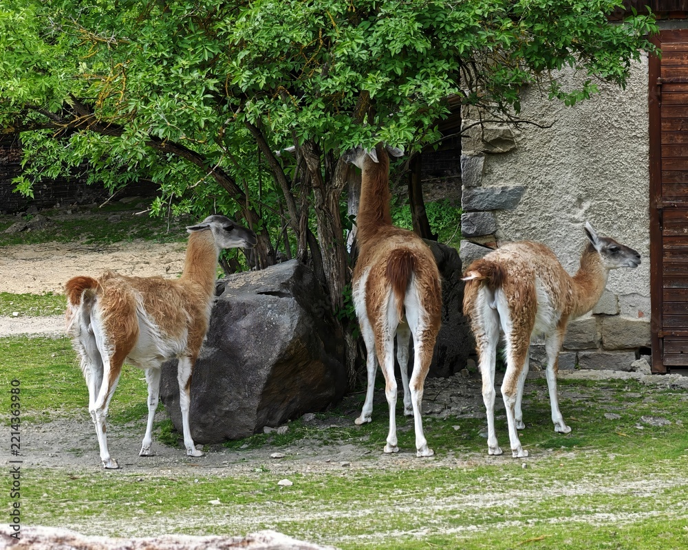 Fototapeta premium Three llamas standing by a tree in Jihlava Zoo Park, Czech Republic