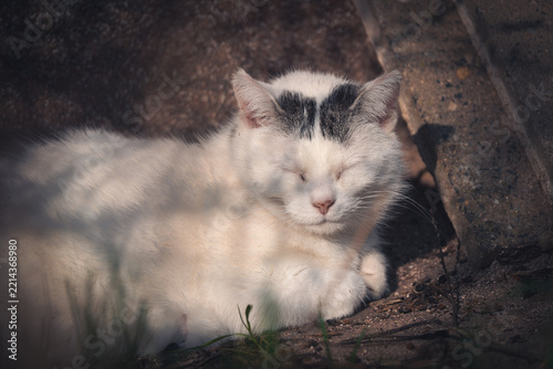 Tapety artystyczne Katze