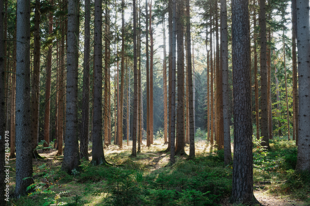 Fototapeta premium Wysoki Świerkowy las na przedgórzu Sudeckim. Wysokie drzewa ze smukłymi pniami. Jest słoneczny dzień.