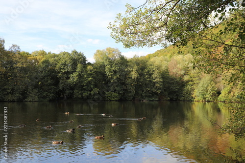 Scenic lake surrounded by trees and autumn foliage, with several mallard ducks swimming across the calm reflective water.