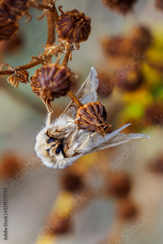 White moth resting on a dry seed head in a detailed macro photograph.