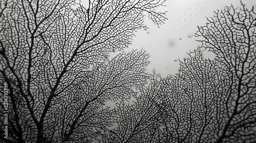 branches of a tree in winter