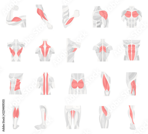 Body anatomy muscle set featuring biceps triceps brachioradialis deltoid pectoralis latissimus trapezius teres rhomboid abdominis oblique erector gluteus quadriceps hamstring
