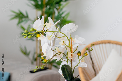 White orchid blooms with green buds and leaves, set against a cozy modern interior with a comfy chair and bamboo plant, creating a tranquil, elegant home scene