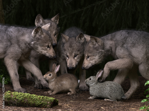 Gray wolf pups gather around two rabbits on a forest floor during a calm peaceful woodland encounter