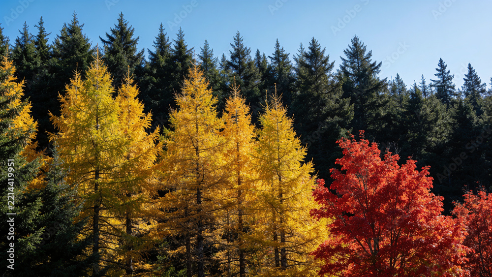 Fototapeta premium Pines larches and maples at forest edge
