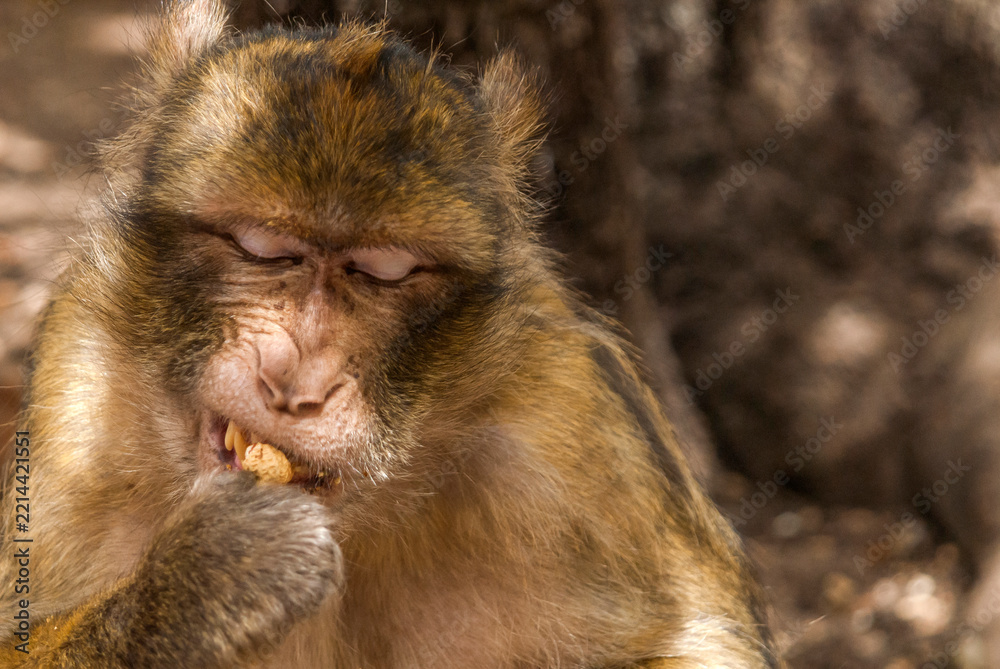 Fototapeta premium Barbary macaque eating a peanut in Ifrane, Morocco