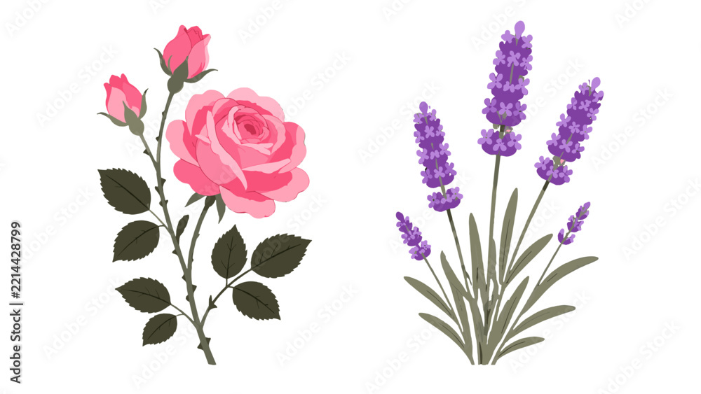 Fototapeta premium Pink rose and purple lavender flowers with foliage