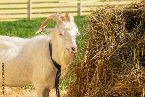 calm white goat with curved horns closes its eyes while chewing hay beside a bale, expressing low stress farming, animal contentment, gentle care and livestock wellbeing