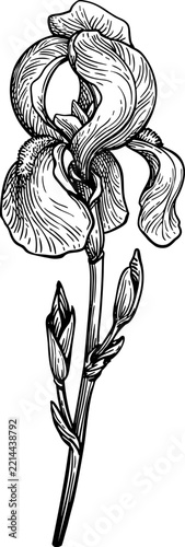 Botanical ink and pen illustration of Iris pallida with delicate buds, isolated. Vintage floral artwork for botanical, herbal, and natural design.