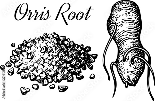 Dried chopped orris root with a fresh whole iris rhizome, botanical ingredient for perfumery and herbal preparations, hand-drawn in detailed ink and pen.