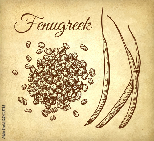 Pen and ink botanical illustration of fenugreek seeds and pods on old parchment, featuring a detailed vintage style suitable for spice and herbal designs.