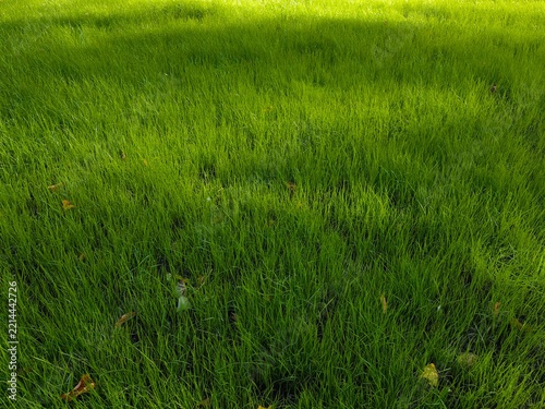 Vibrant green grass texture background with a beautiful transition from shadow to bright sunlight, perfect for eco and nature concepts.